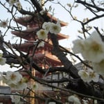 浅草寺の奥は静かでした。白梅が今を盛りに咲き誇っていました。  ・白梅や五重塔は朱色がち（和良）