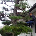 庭師は梯子に乗って慣れた手つきで素手で摘んでいきました。　　　・おほかたは素手で摘みゆく松手入(和良)