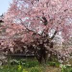 徳島では蜂須賀桜と武家屋敷の一般公開がありました。　　　　　　　　　　　　　　　　　　　　・蜂須賀の世より咲き継ぐ桜かな(和良)