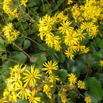 眉山山頂の石蕗の花には明るい冬の日差が差していました。　・冬日向とはこんなにも明るくて（和良）