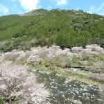 上勝町の月ヶ谷温泉では渓流から河鹿の鳴き声が聞こえました。　・谷川の水清らかに河鹿鳴く（和良）
