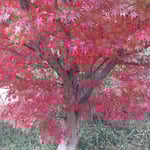 道後公園の真っ赤な紅葉は日が当たるといよいよ輝いていました。・日当りていよいよ真っ赤なる紅葉(和良)