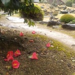 徳島市国府町の国分寺の綺麗に掃除された庭に椿が落ちていました。　・箒目の残る寺苑に落椿(和良)