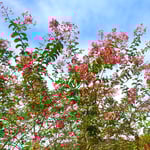 徳島あすたむらんどでは秋空に百日紅が咲き残っていました。　　　　　　・秋空に残り咲きゐる百日紅(和良)