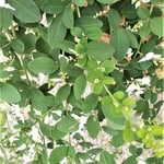 徳島市の老舗の酒の蔵元へは白い萩の花を愛でながら入りました。　・萩の花愛でて老舗の蔵元へ(和良