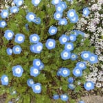 藍住町の歯科医院の庭にネモフィラが咲き競っていました。　　　　・ネモフィラにまぶしき春の光かな(和良)