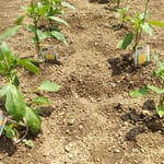 羽ノ浦町の友人の畑ではピーマンの苗が植えられていました。　　　　・ピーマンの苗に綺麗な写真添へ(和良)