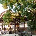 深大寺には無患子の大樹があり青々と茂っていました。　　　・無患子の大樹青々深大寺（和良）