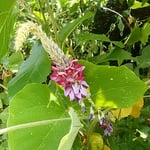 葛の花に近寄って眺めると強い香りがありました。　　・近寄れば強き香のあり葛の花（和良）