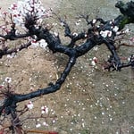 御殿庭の臥竜梅は枝が折れ曲がって咲いていました。　　・折れ曲がる枝の節くれ臥竜梅（和良）