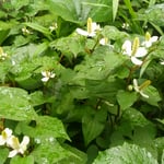 雨が降ると十薬の花は一段と生き生きしているようでいた。　　　　　　　　　　・降る雨に十薬の花凛として(和良)