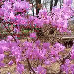 とくしま植物園の丘にはあけぼの躑躅も咲き始めていました。　　　　　　・日当たりてあけぼの躑躅らしき艶（和良）