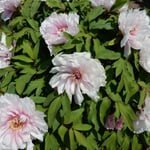 神宮寺では白い牡丹が真っ先に咲き始めていました。　　・一番に咲いてまぶしき白牡丹（和良）