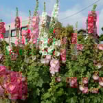 藍住町の自宅近くで見た立葵はさらに大きく茂っていました。　・大空へ蕾突っ立て立葵（和良）