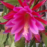 鳴門市大麻町のレストランでは仙人掌が大きな花をつけていました。　　・仙人掌の花を眺めて店に入る(和良)