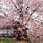 蜂須賀桜の母樹は今年は一段と大きく鮮やかに咲き満ちていました。・母樹と言ふ蜂須賀桜咲き満てる（和良）