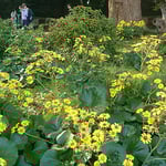 松の廊下があった皇居東御苑の本丸跡に石蕗の花が群生していました。　　・この辺が松の廊下ぞ石蕗の花（和良）