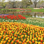 国営昭和記念公園には22万株のチューリップが植えられています。　　　　・庭園の果ての果てまでチューリップ（和良）