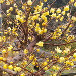吉野川市鴨島町の藤井寺では臘梅の花が咲き満ちていました。　雨三日臘梅の香の消えてゐず(和良)