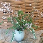 道後温泉の菓子屋の老舗のロビーには山桜が活けられていました。　　　　・百年の老舗のロビー山桜（和良）