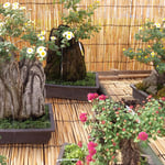 菊花展ではいろいろな形の菊の盆栽も並べられていました。　　　　　　・盆栽の菊それぞれにある形(和良)