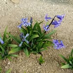 壇の大楠の近くの旧家の外庭にヒヤシンスが芽を出していました。　　　　・長塀の旧家の庭のヒヤシンス（和良）