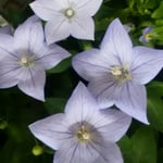 農協の産直市には新米と桔梗の苗が並んでいました。　　　　・新米と桔梗の苗の並ぶ市（和良）