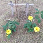 句碑を守るかのような黄花亜麻に早春の日差が注いでいました。　　・黄花亜麻咲く早春の日溜りに(和良)