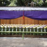 大菊花壇です。配色よく並べられた色彩の変化が美しかったです。　　　　・大菊の手綱植えてふ土黒く(和良)