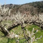 梅林の梅の枝はどれも手の届く高さに揃えられてありました。　　    　　　・手の届く高さに揃へられし梅（和良）