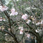 旧芝離宮恩賜公園では冬桜が咲いていました。満開でした。　　　　　　　　　　　　　　・咲き満ちてゐても侘しき冬桜(和良)