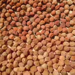 徳島市の丈六寺の近辺では九月に梅を干していました。よく乾いていました。　　　　　　　・雨多き年や九月に梅を干す(和良)