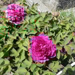 私だけでしたのでゆっくりと牡丹を見ることができました。　・ゆっくりと独りで巡る牡丹寺（和良）