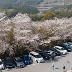 岡豊城跡には高知県立歴史民俗資料館があり桜の名所となっていました。　・長宗我部氏の居城跡花万朶（和良）