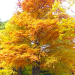 徳島城公園の背の高いメタセコイアの黄葉を見上げました。　　　　・仰がるるメタセコイアの黄葉かな(和良)