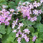 我が家の小さな庭に酢漿草の花が犇きあって咲いていました。　　　　　　・酢漿草の花犇きて咲く狭庭(和良)