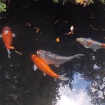 渭水苑には作り滝があり水が流れると寒鯉も動き出しました。　　・水流れ寒鯉少し動き出す(和良)