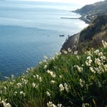 灘黒岩水仙郷の南岸から沼島が見えました。塩害を受けて水仙は疎らでした。　・塩害に水仙疎らなる崖も（和良）