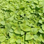 大葉の苗はこんもりと育って大葉の形となっていました。　　　　・こんもりと育ち大葉となってをり(和良)