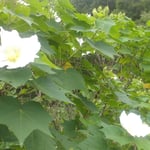 文化の森の裏山に咲いていた真っ白い芙蓉には気品がありました。　・真っ白な芙蓉の花にある気品(和良)