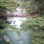 祖谷のかずら橋です。たくさんの観光客が渡っていました。　　　　　　　　　　・秋風を気にして渡るかずら橋（和良）
