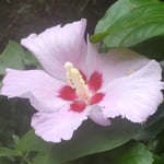 徳島市の文化の森の裏庭で木槿の花が残り咲いていました。　・残り咲く木槿の花の鮮やかさ（和良）