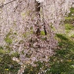 とくしま植物園の垂れ桜は互いに競い合うようにしだれていました。　　　・滝のごとしだれて垂れ桜かな（和良）