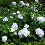 皇居東御苑で白い紫陽花を見ました。雨上がりに輝いて見えました。  ・その中に白い紫陽花ありにけり（和良）