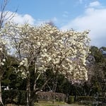 徳島城公園の白木蓮は花を散らせながらも咲き満ちていました。　・遠目にも白木蓮の輝いて（和良）