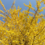 樹齢800年の銀杏から採れた銀杏を売っていました。小粒でした。　・大銀杏よりの銀杏小粒かな（和良）