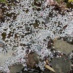 散ったばかりの花びらは水を弾いて浮かんでいました。　　・水弾き浮かんでをりぬ花筏（和良）