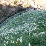 灘黒岩水仙郷の展望台へ水仙を見上げ見下ろしながら登りました。　　　　・水仙を見上げ見下ろし崖登る（和良）
