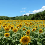 向日葵の咲く善入寺島は日本一広い中洲で昔は人が住んでいました。　　・日本一広い中洲の日輪草(和良)