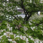 徳島市の文学書道館の白い花水木は遠くからもよく見えました。　　　・遠目にも白のまぶしく花水木(和良)